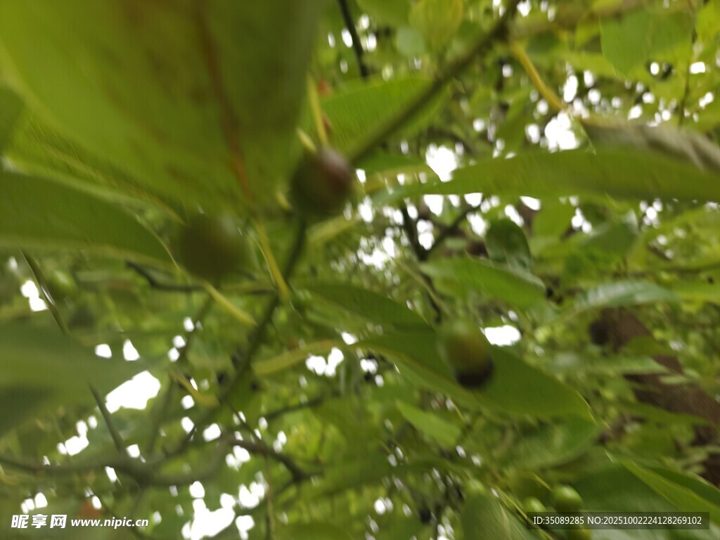 枝头绿叶间的青涩果实
