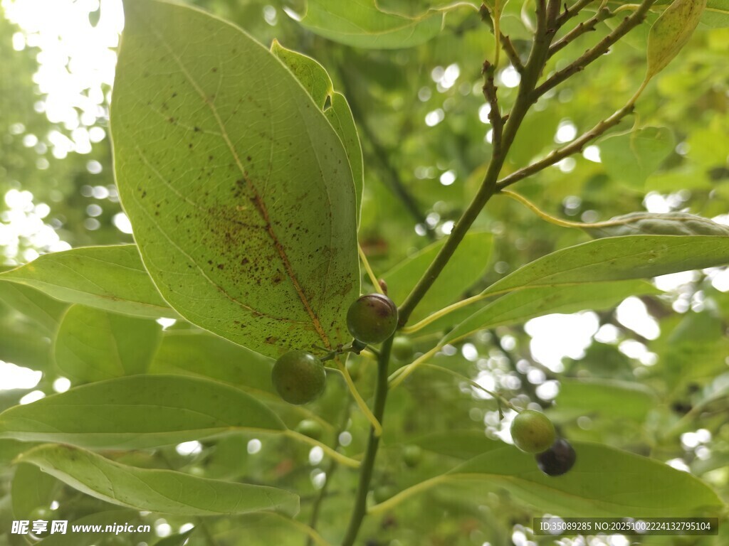 绿叶间的青涩果实