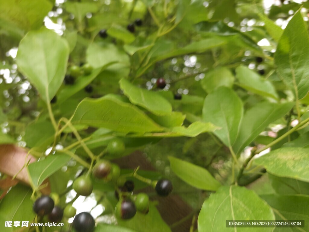 绿叶间的黑紫色果实