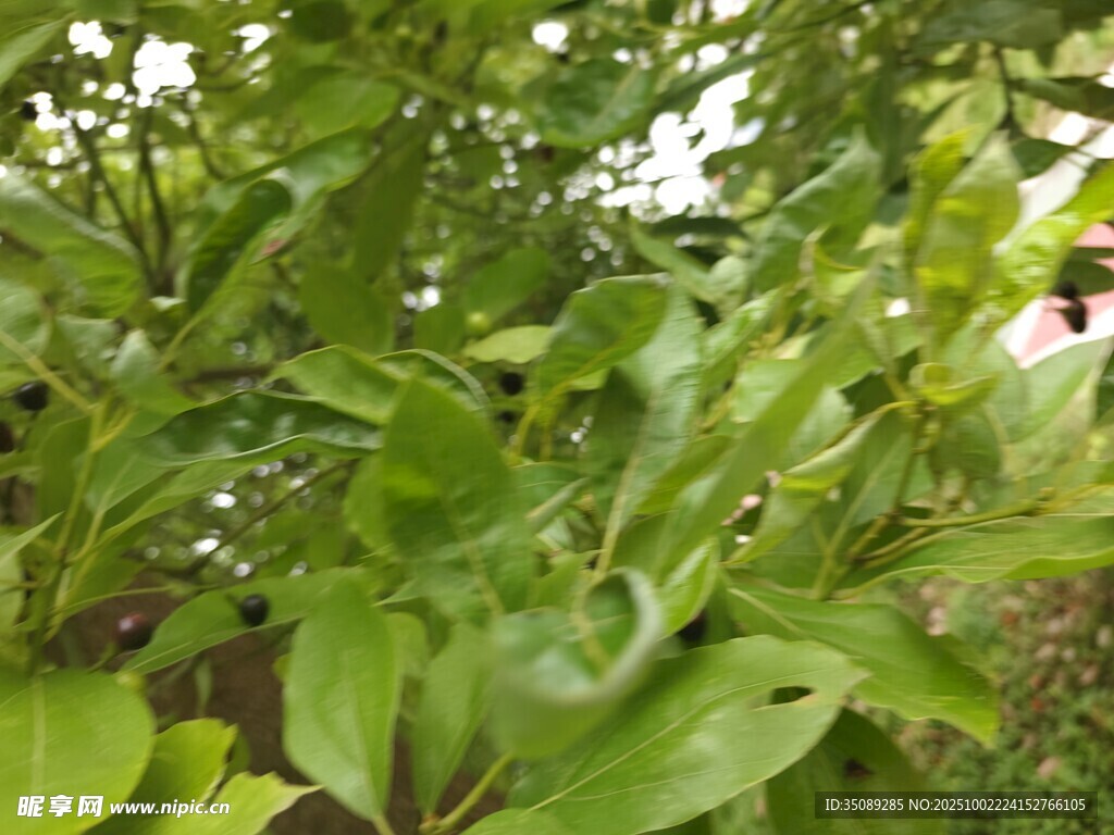 翠绿繁茂的植物枝叶