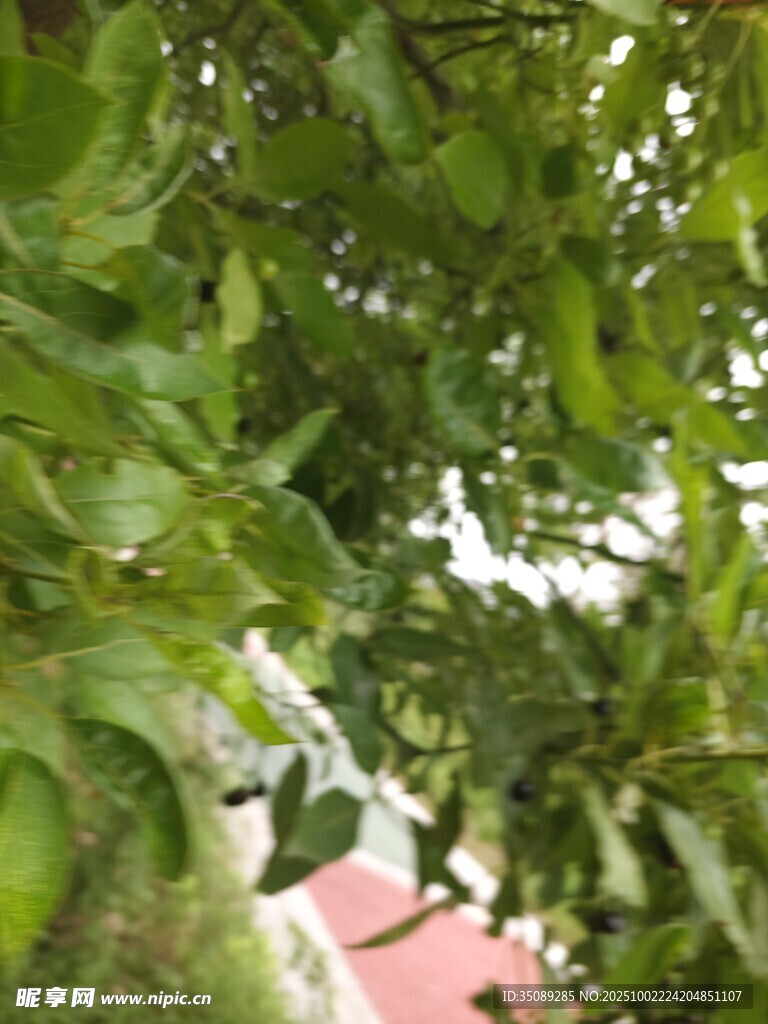 绿叶掩映下的红顶建筑
