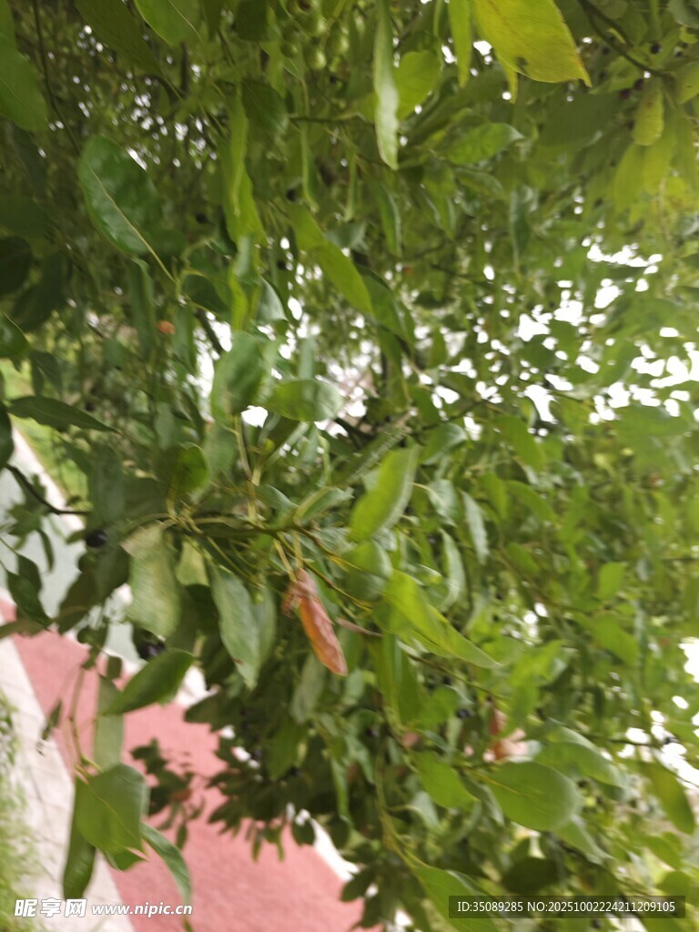 绿叶掩映下的粉色景致