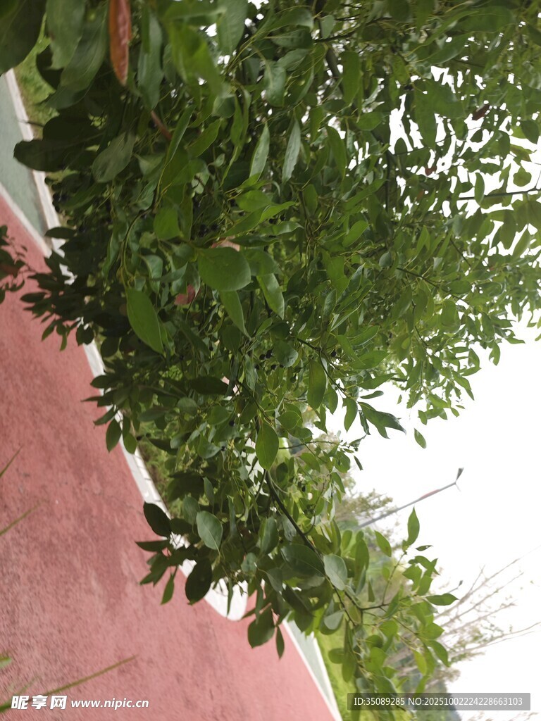 绿叶垂于红墙之上
