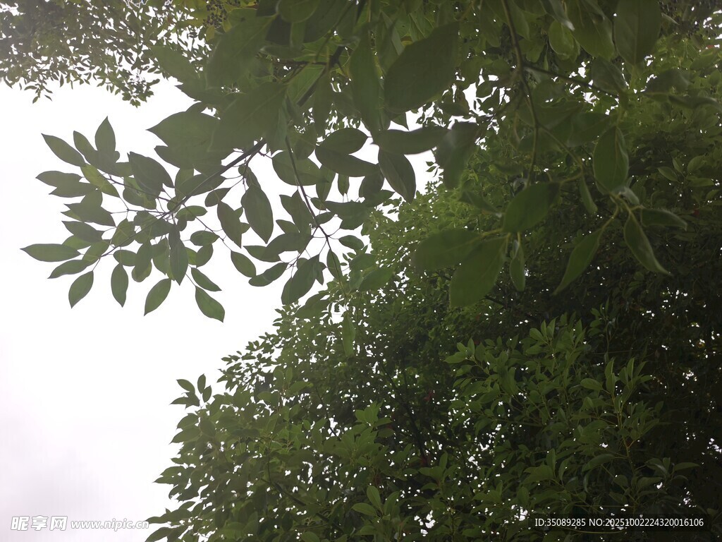 仰视繁茂绿叶