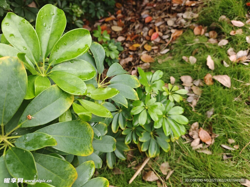 绿叶植物近景特写