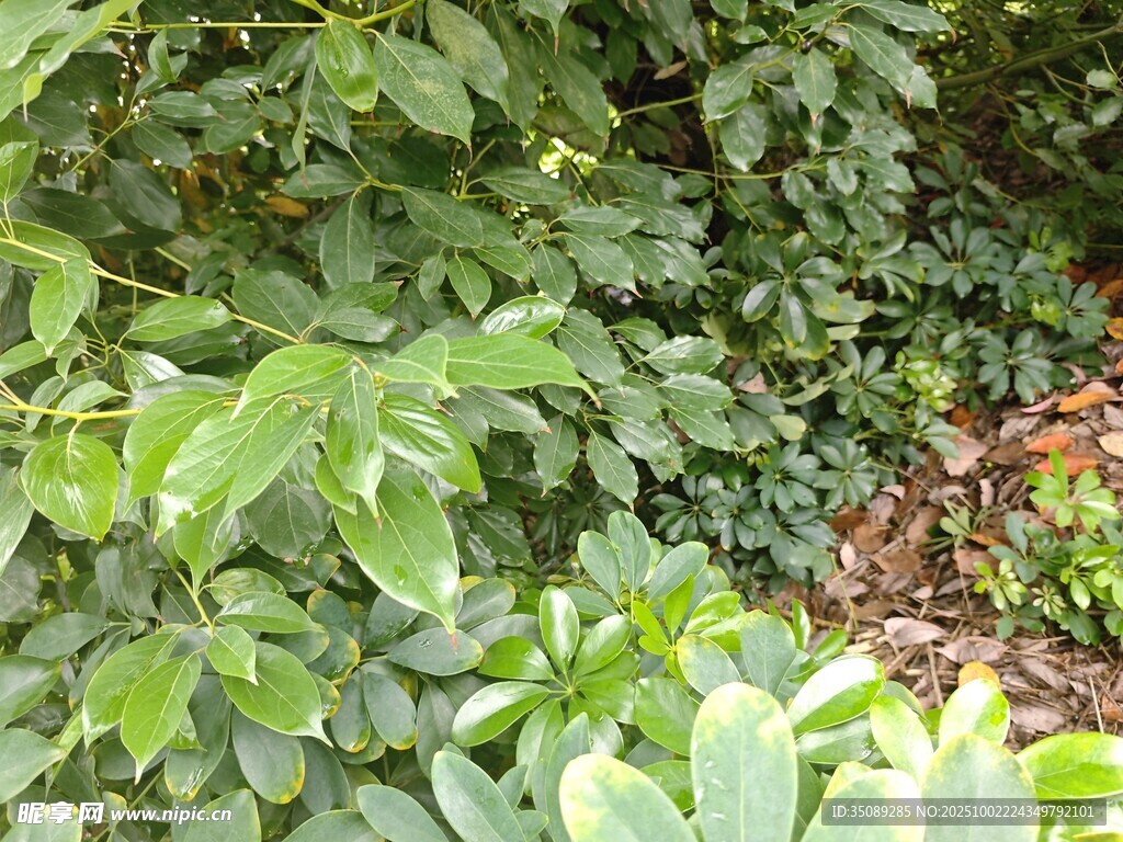 繁茂绿植景观