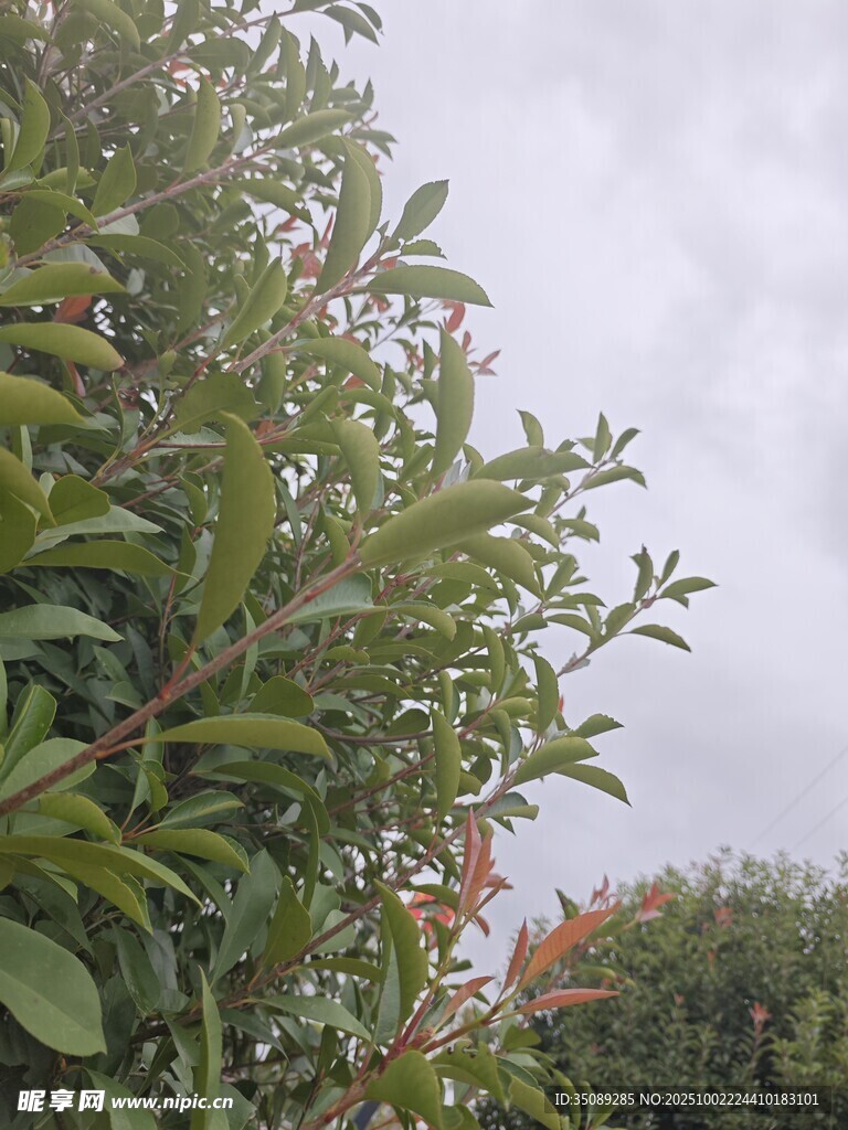 绿叶繁茂的树梢