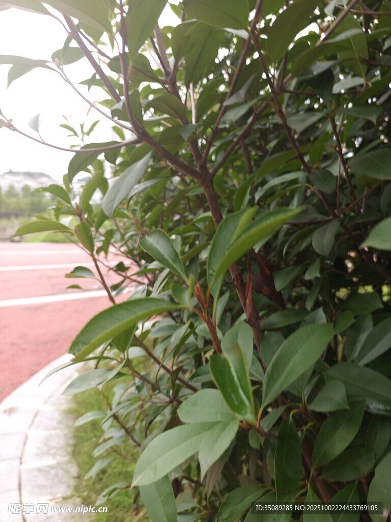 绿叶繁茂的路边植物