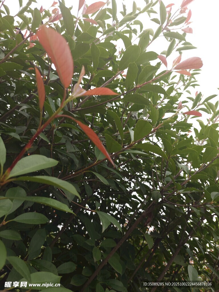 枝叶繁茂的绿植景观