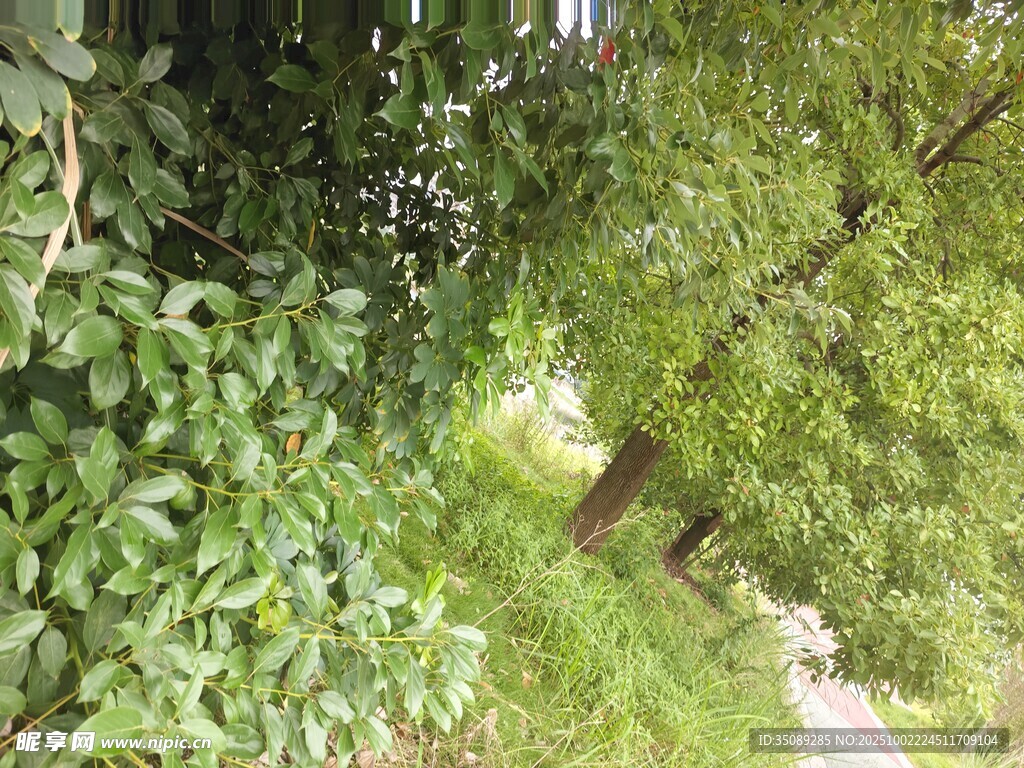 林间小径绿意盎然