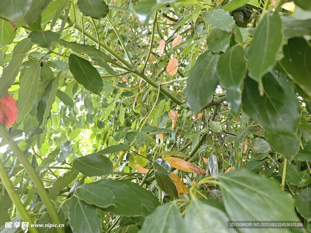 绿叶丛中的多彩植物景象