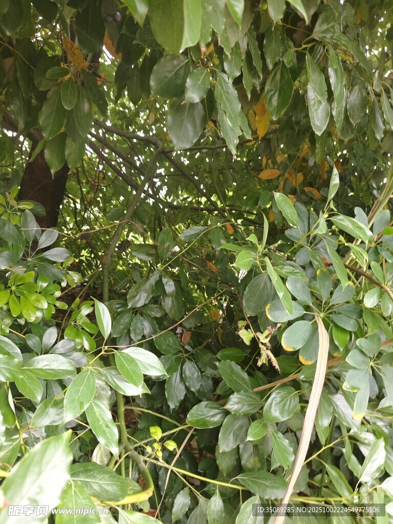 繁茂绿植景观
