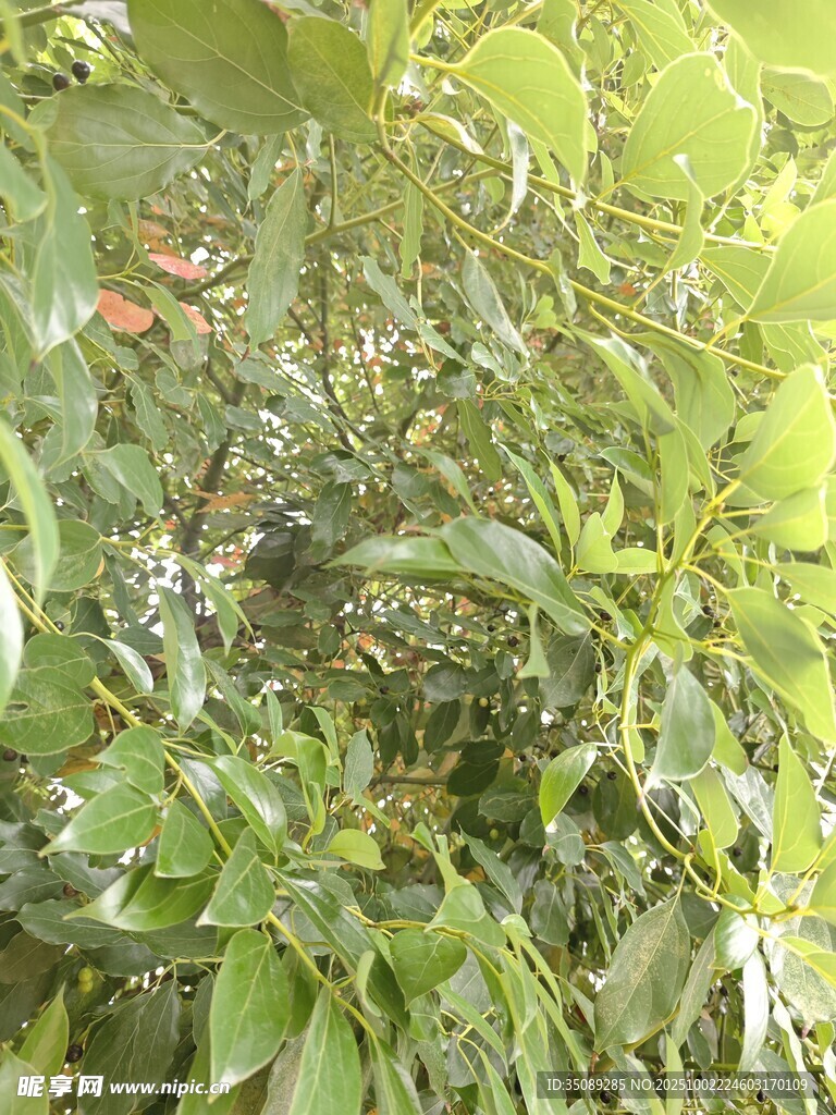 绿叶间的多彩植物景观