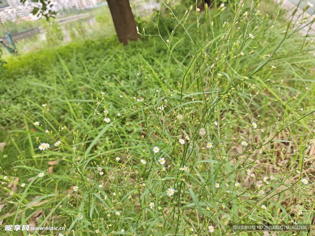 草地旁的树木与零星小花