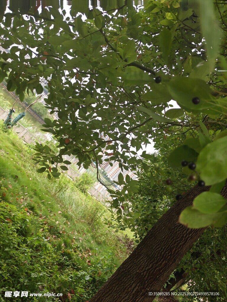 繁茂绿植下的自然景致