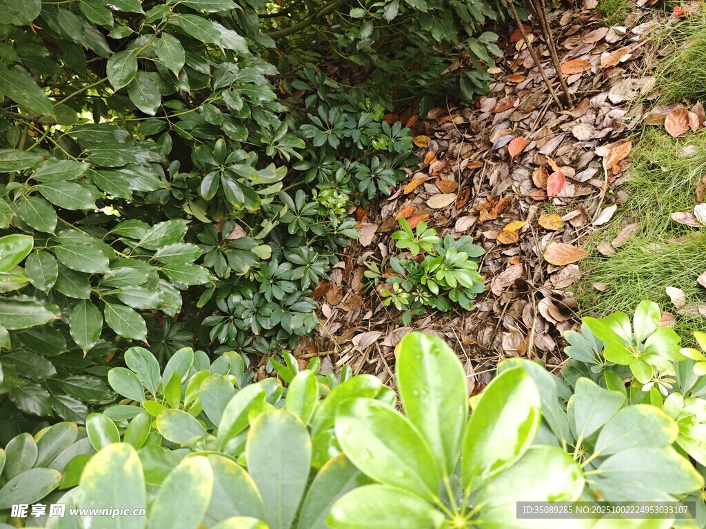 繁茂绿植与落叶景观
