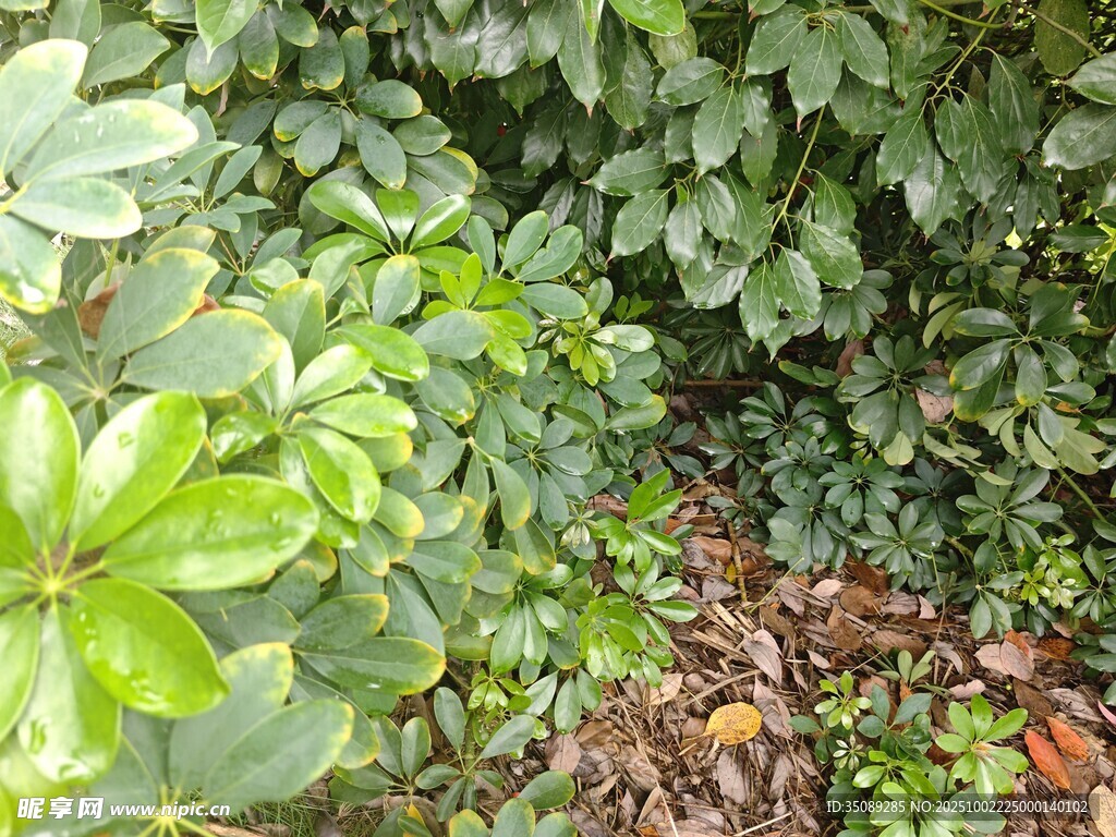 繁茂绿植地面枯叶景象