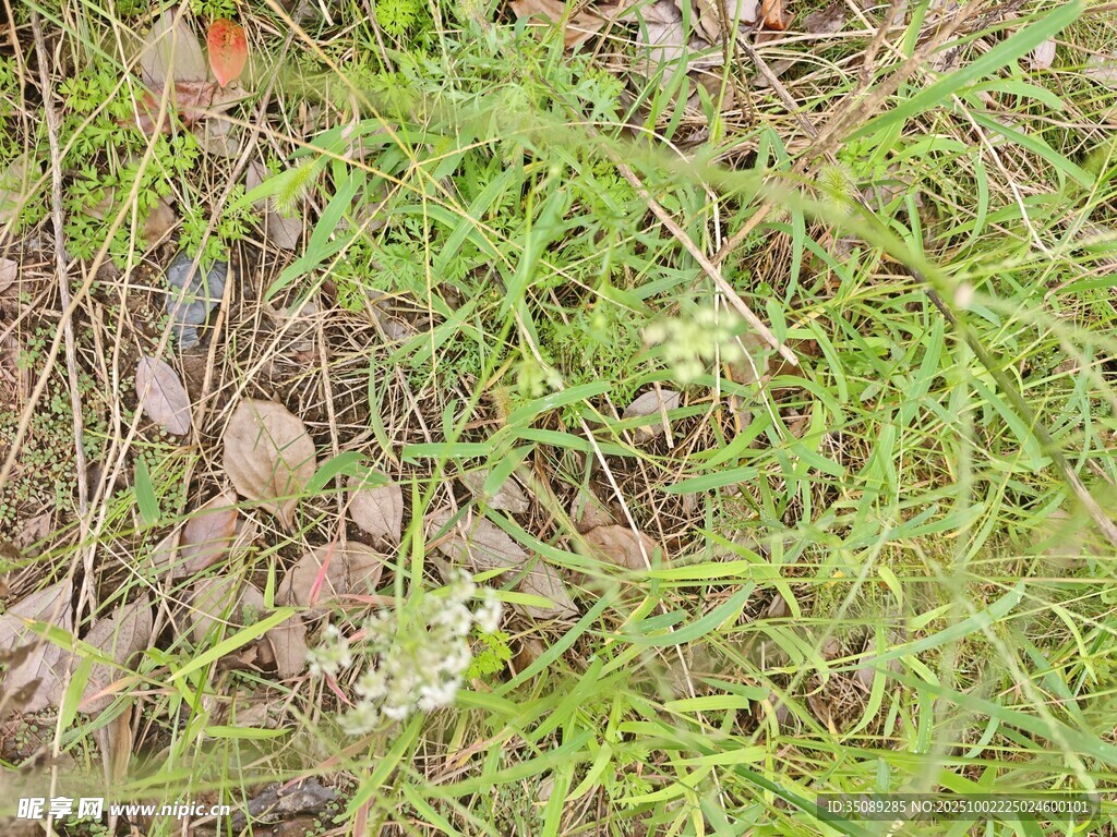地面嫩绿植物与枯叶景象