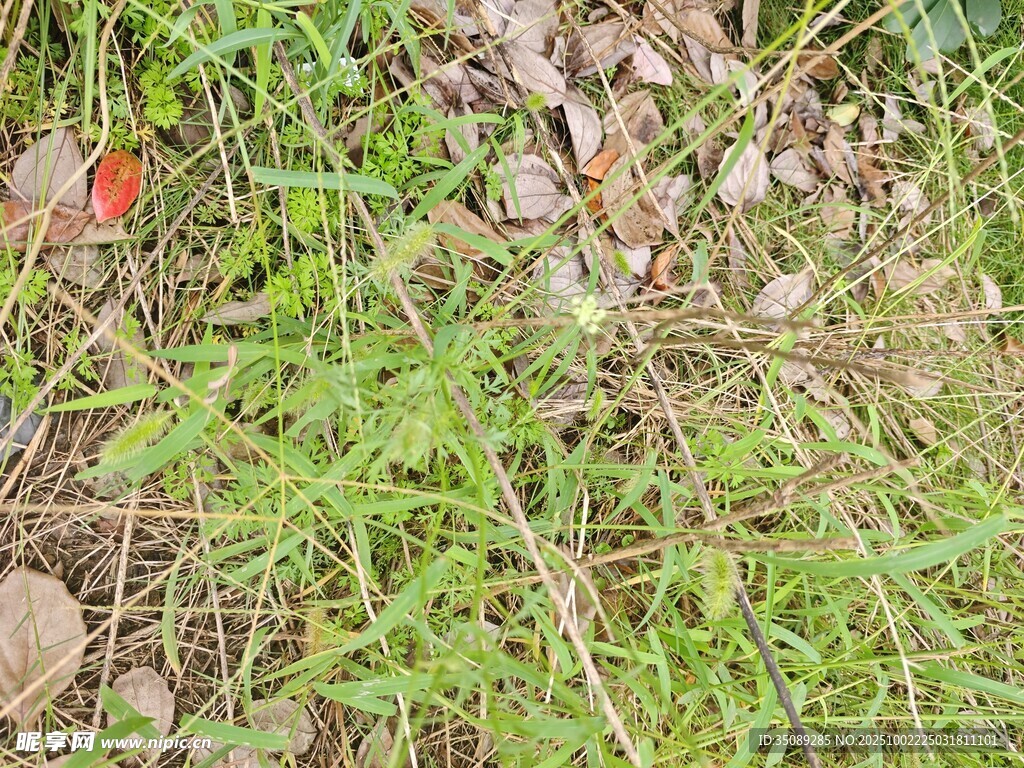 地面上的绿色植物与落叶