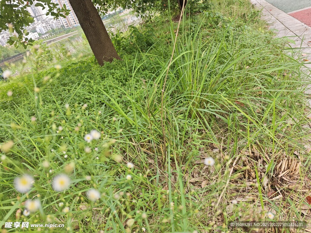 路边草地中的蒲公英
