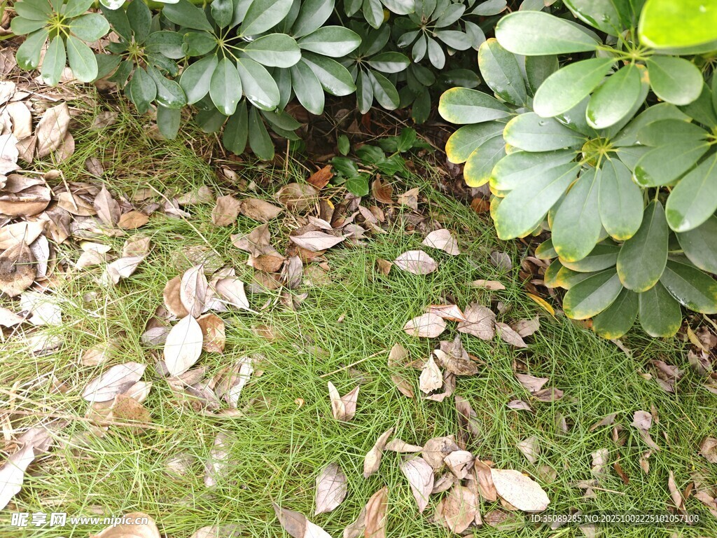 草地落叶旁的绿植景观
