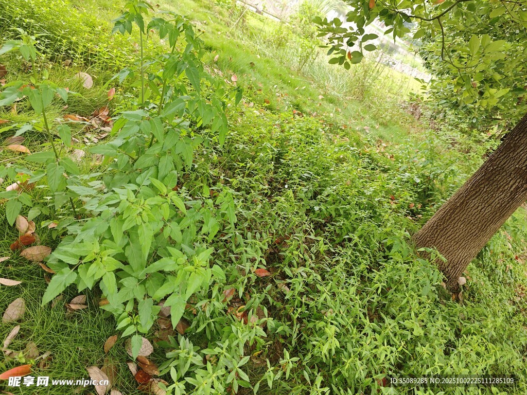 绿意盎然的林间植被
