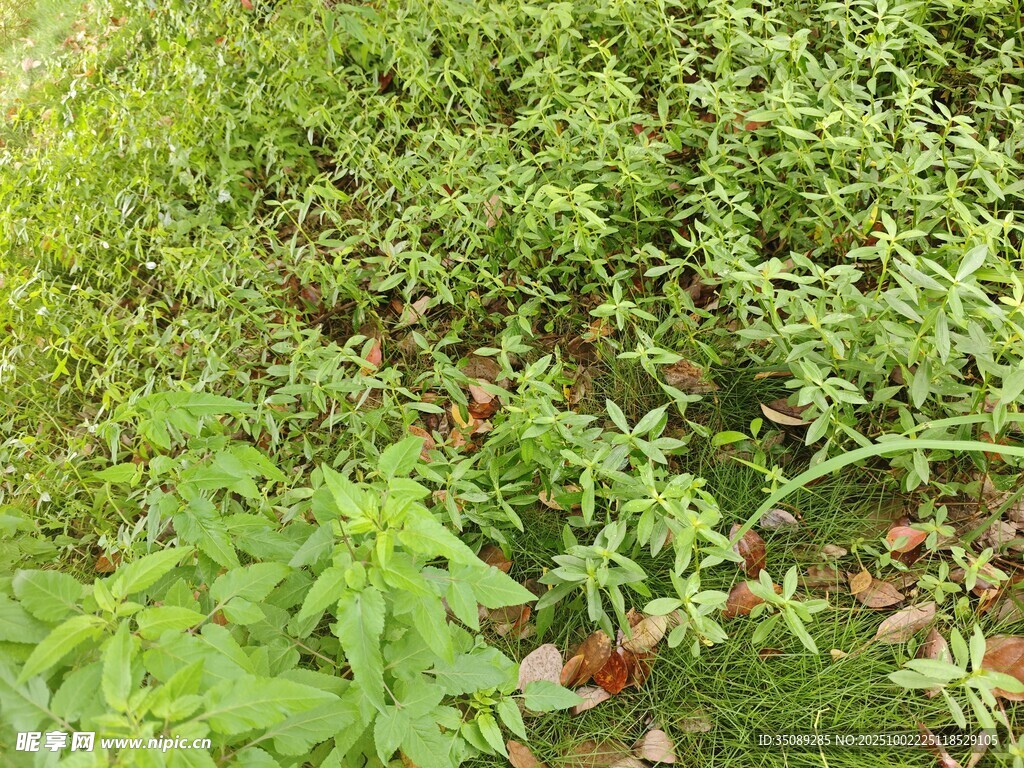 绿意盎然的植物群落