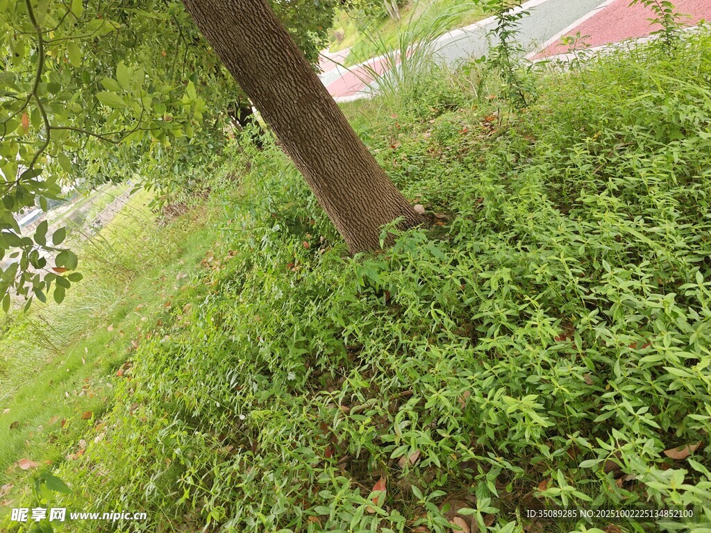 树下繁茂绿植景观