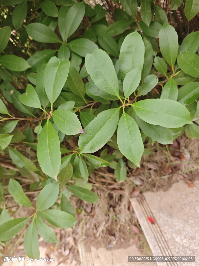 绿叶丛生的地面植物