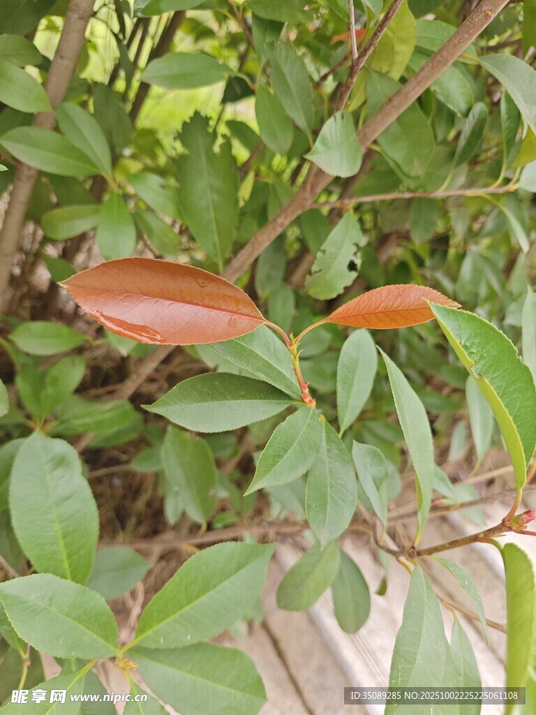 枝头橙红叶片生机盎然