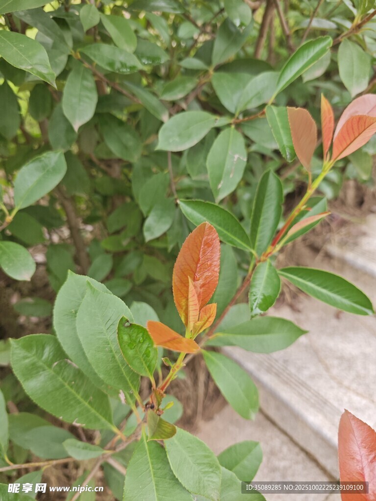 红绿叶植物特写