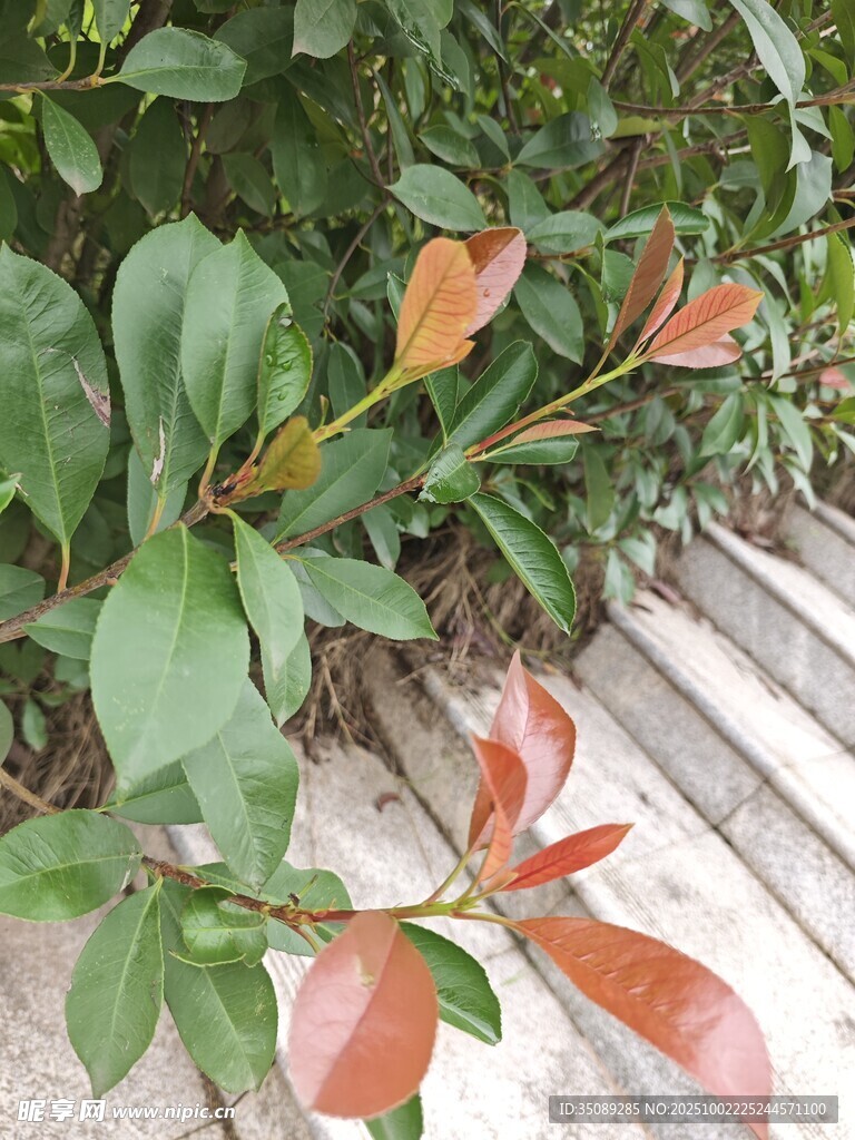 绿叶红梢的清新植物