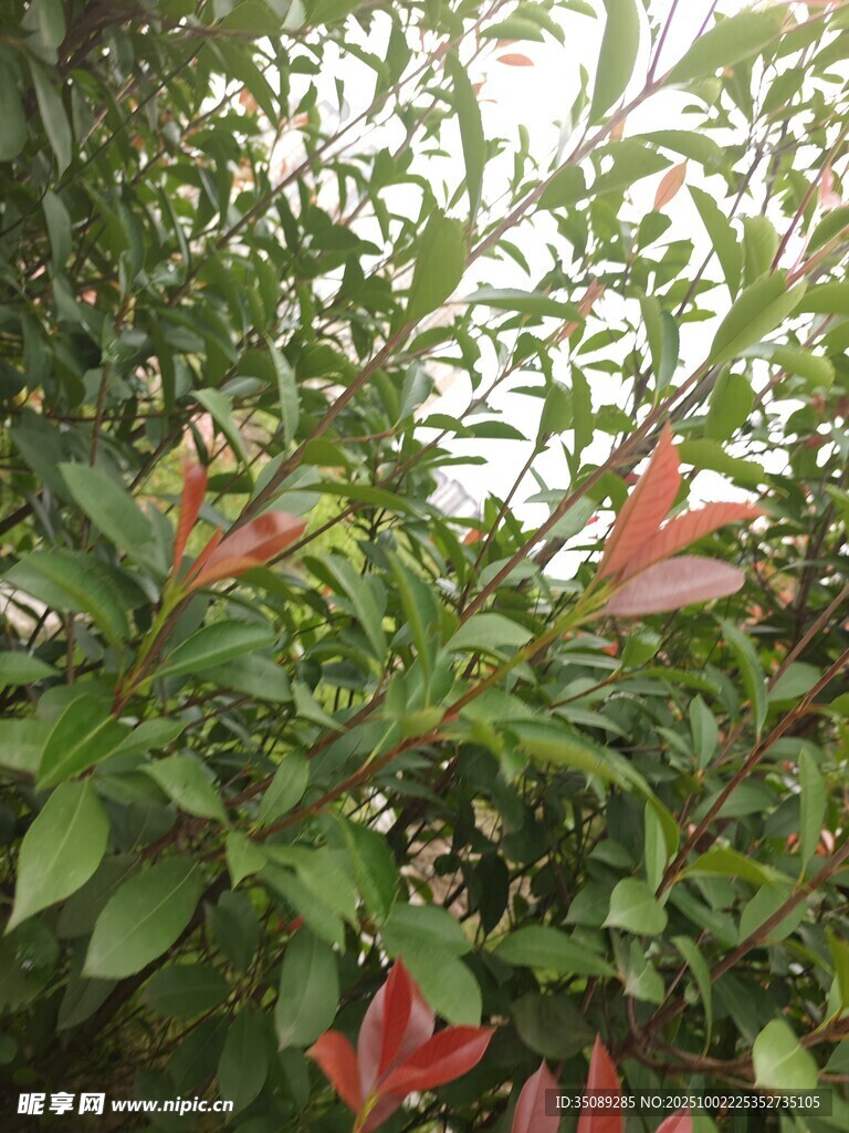绿叶间的艳红花卉