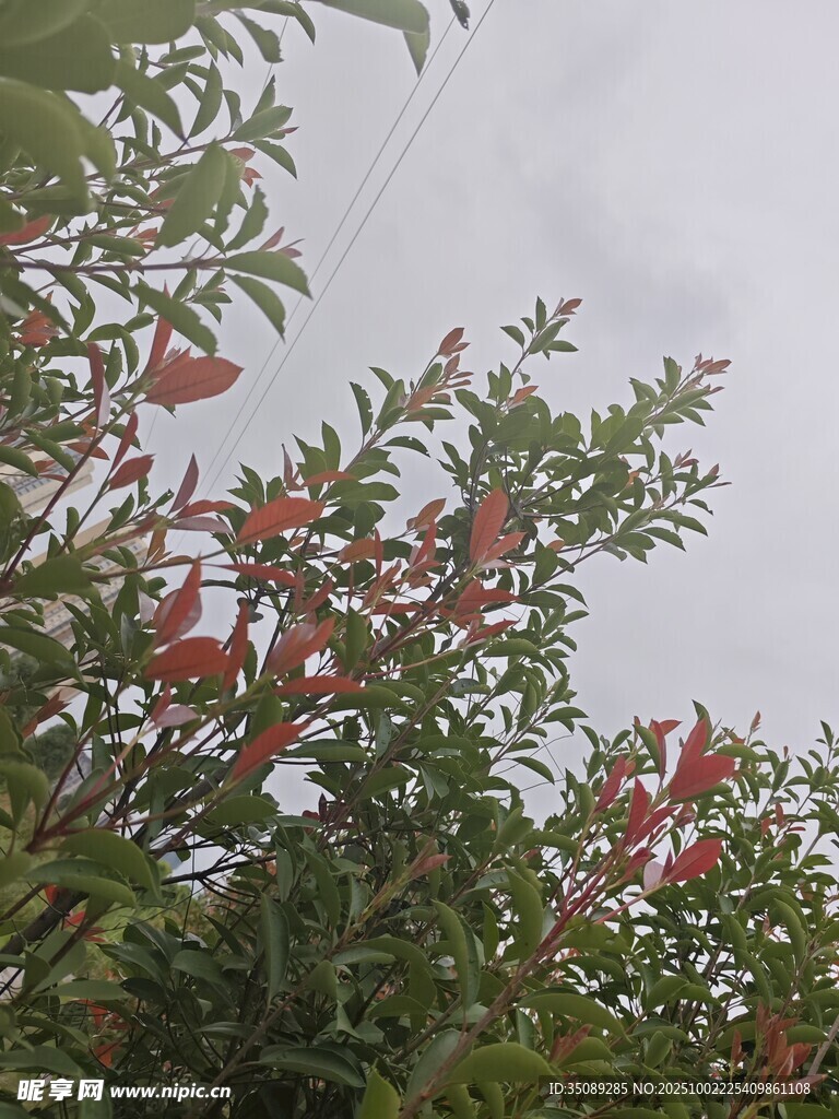 枝头绽放的娇艳石榴花