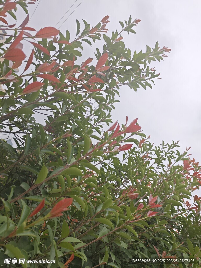 枝头红花绿叶的美丽景致