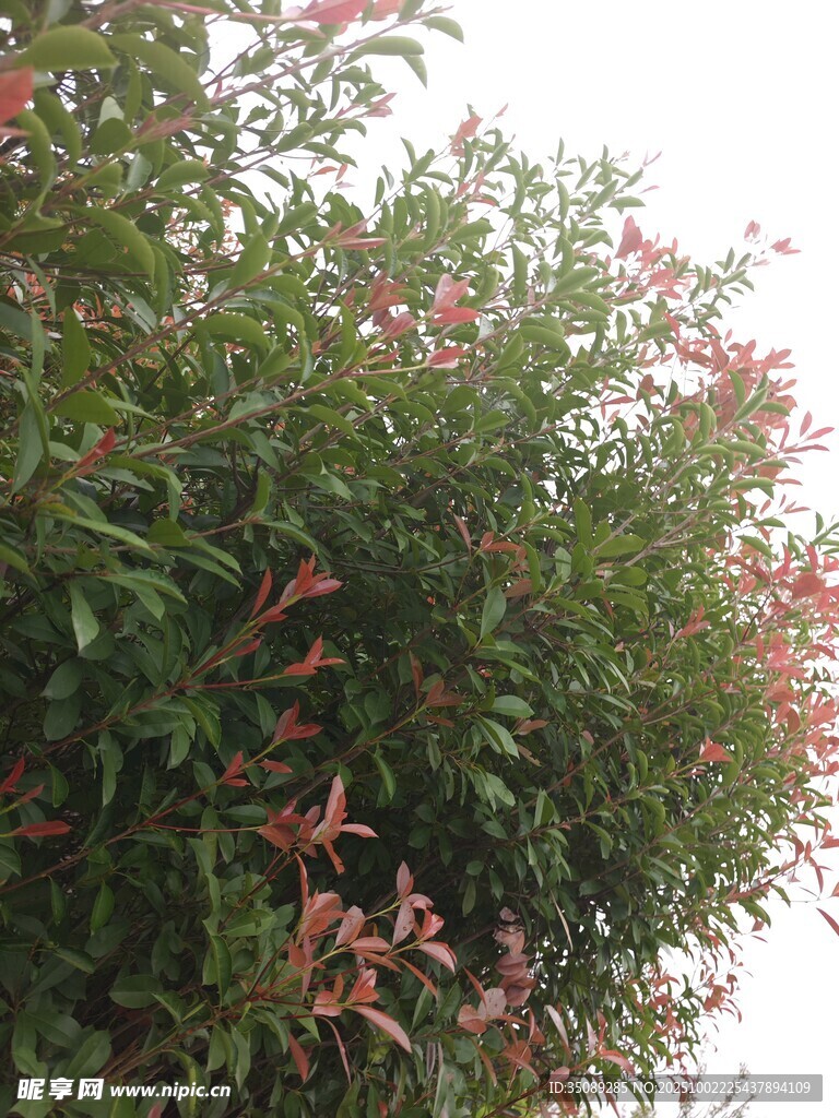 繁花绿叶的茂盛植物
