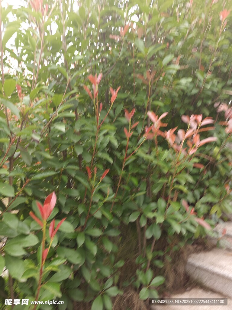 绿叶间的红嫩枝叶