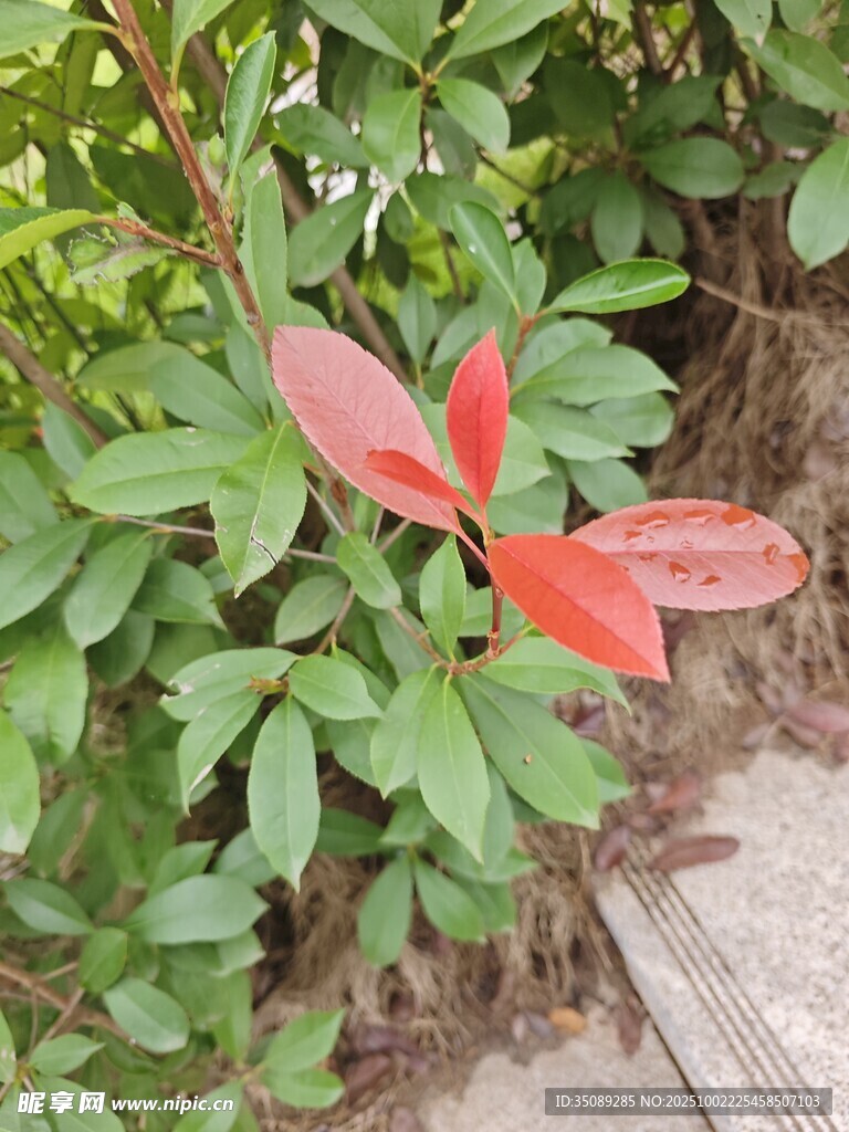 绿叶丛中的红色嫩叶