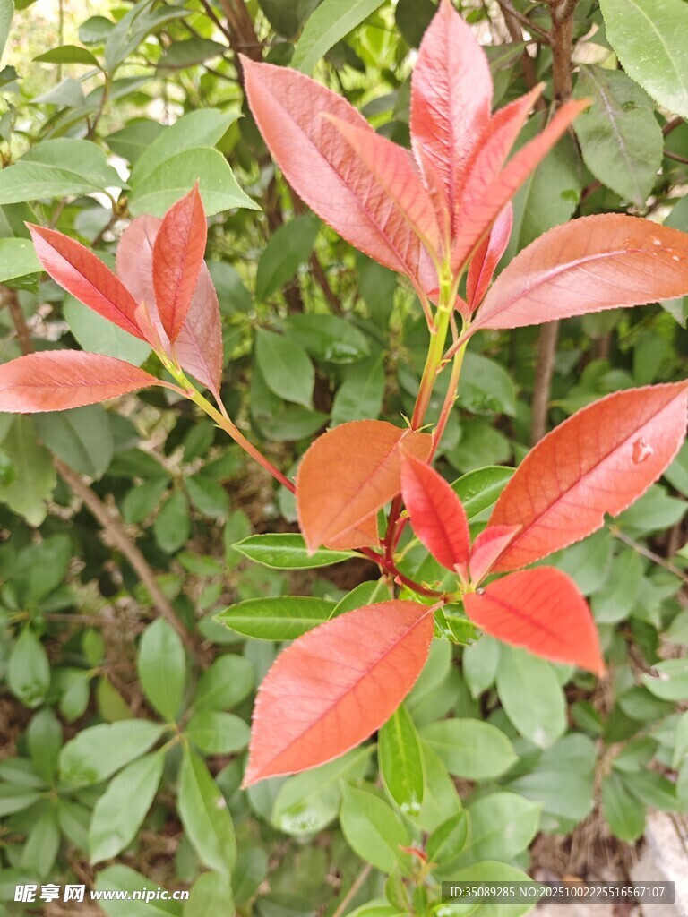 红绿叶植物特写