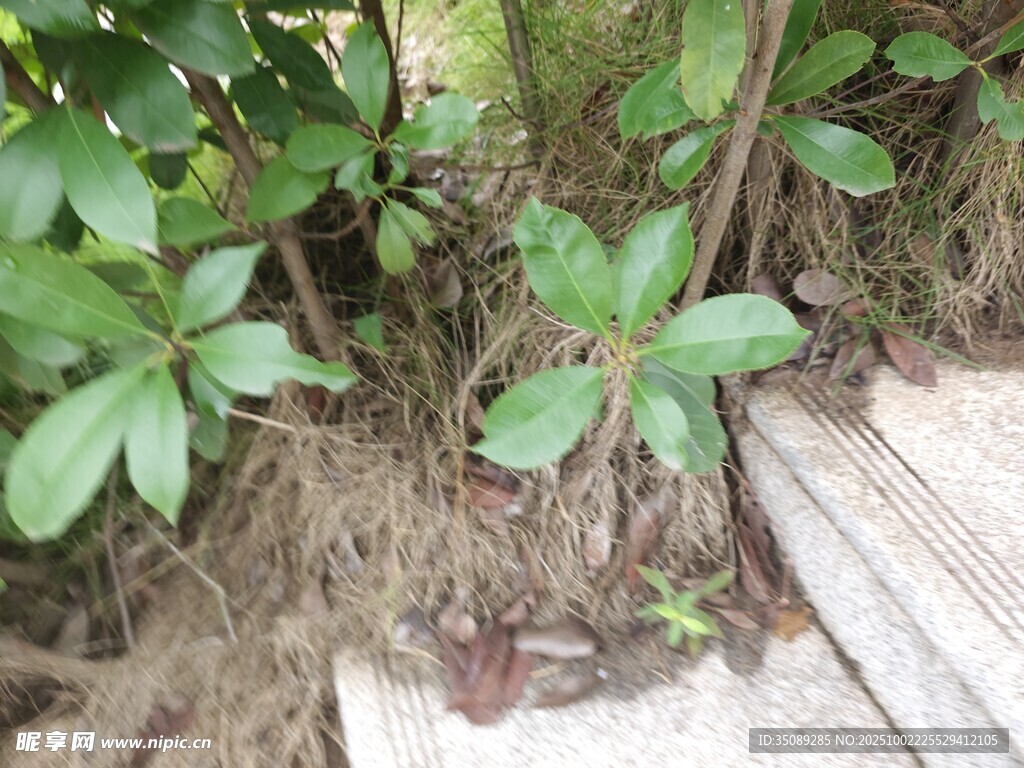 墙角绿植与缠绕根系