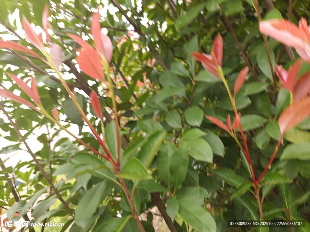 绿叶红边的清新植物