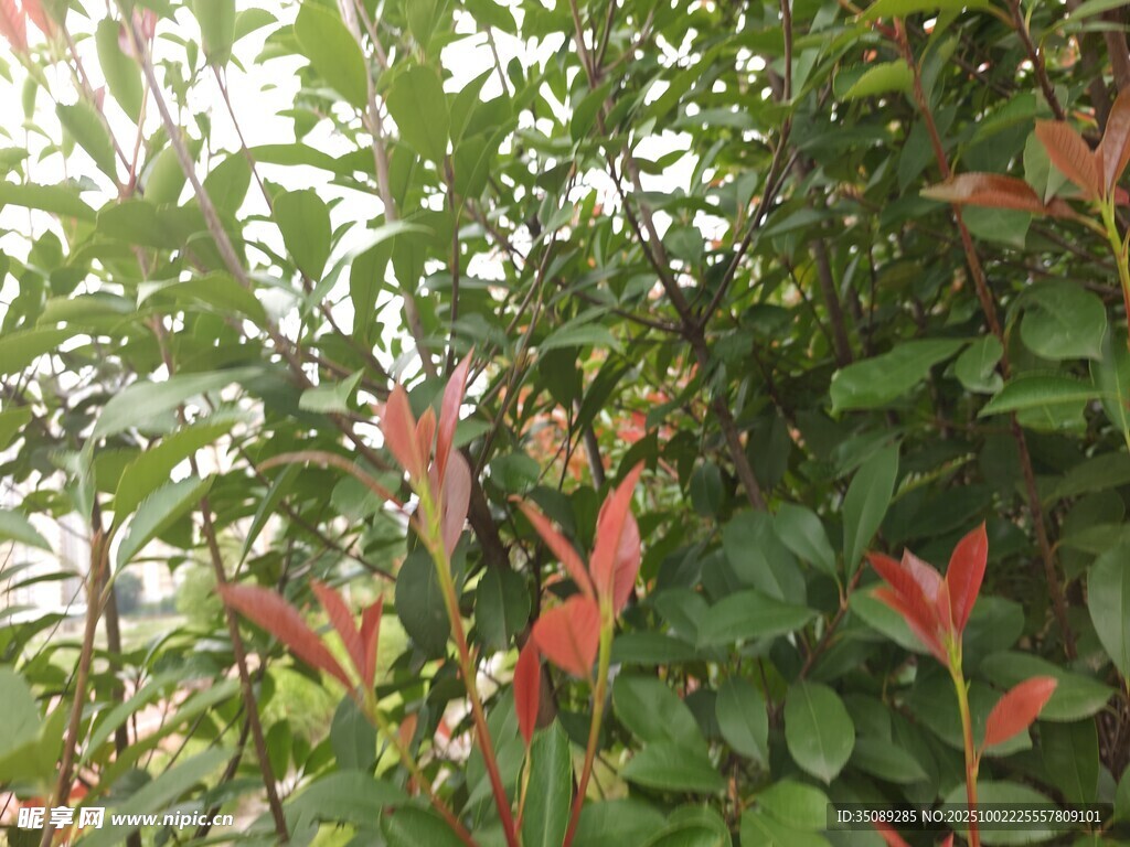 红绿相间的植物枝叶