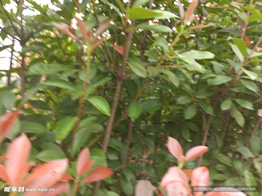 绿叶与粉叶交织的景致