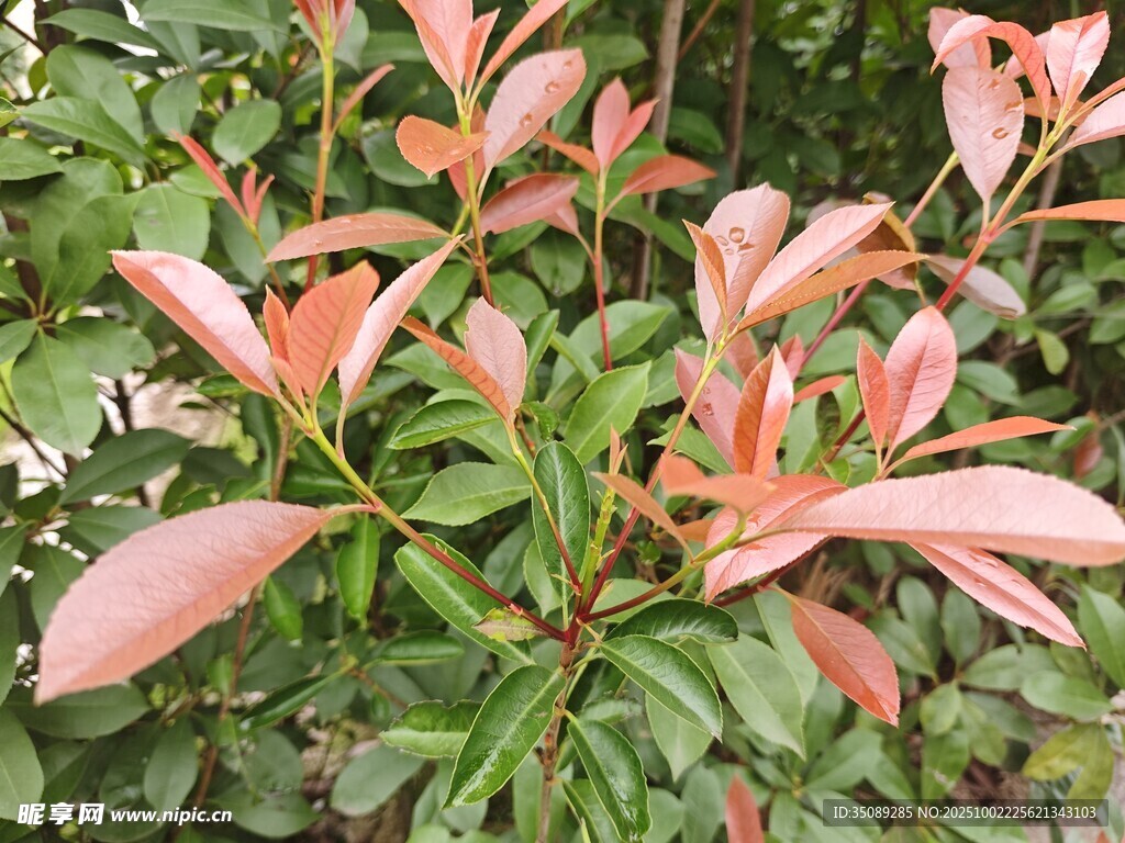 粉色新叶的绿植花卉