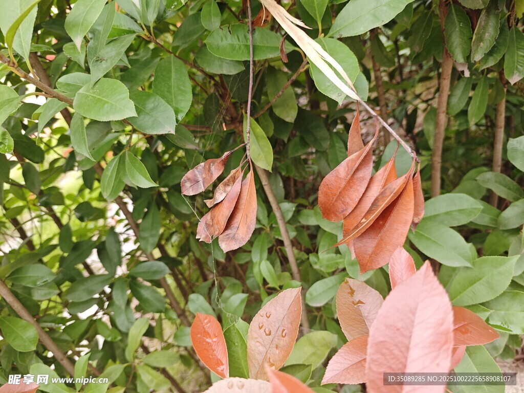 垂挂的橙红色奇异花朵