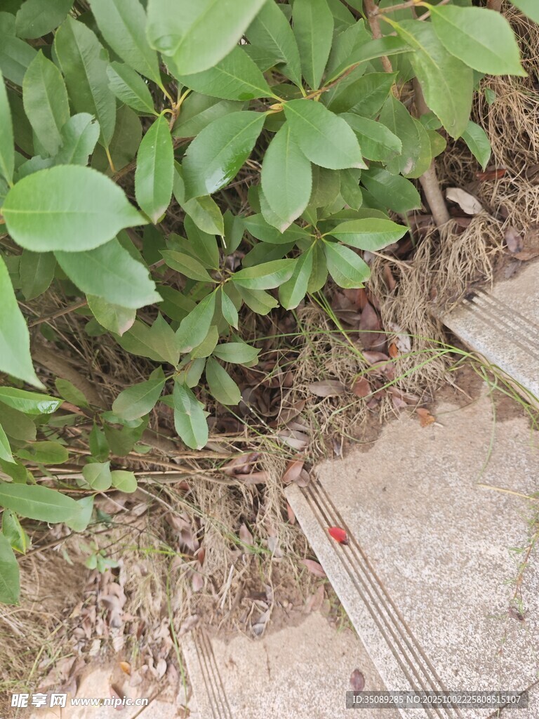 路边绿植与石板景象