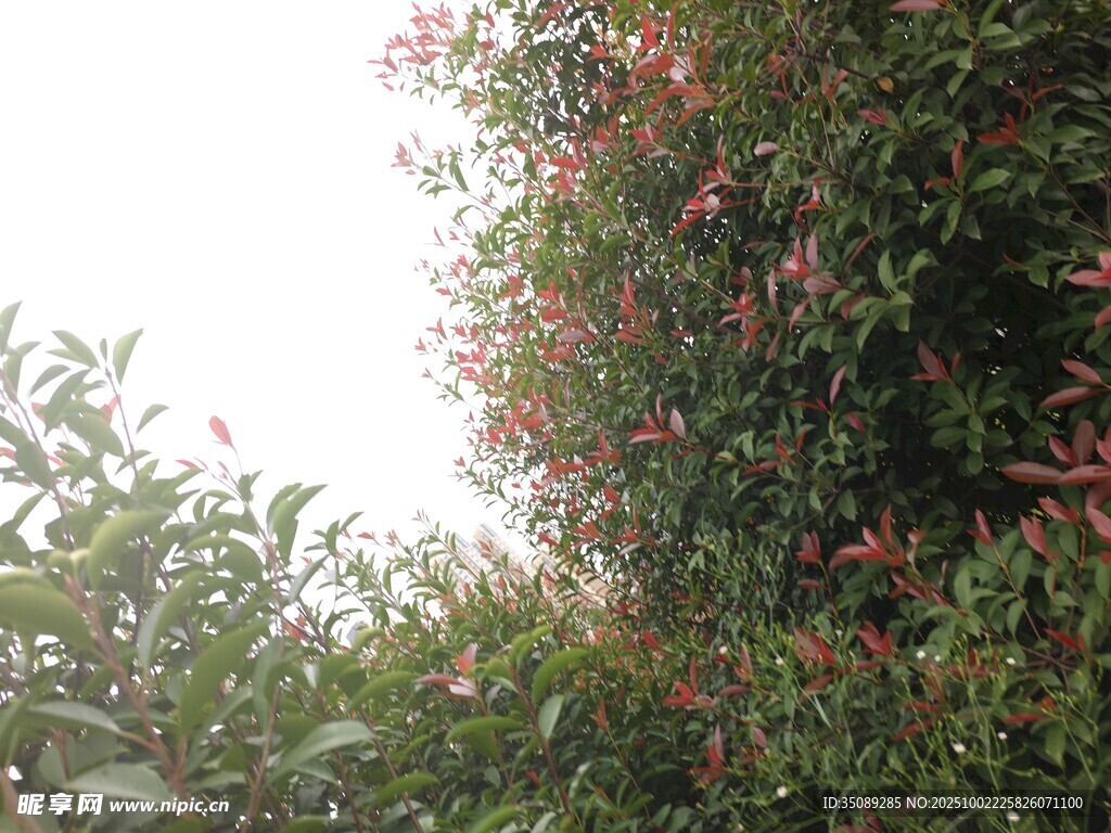 繁花满树的绿植景观