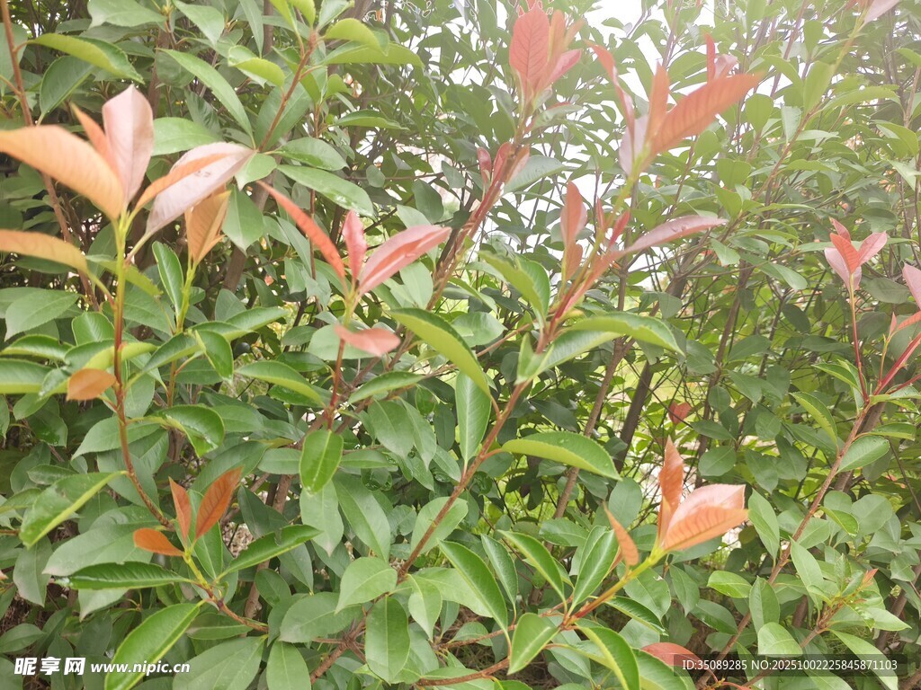 新叶初绽的绿植景观
