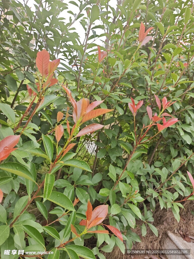 红叶灌木景观