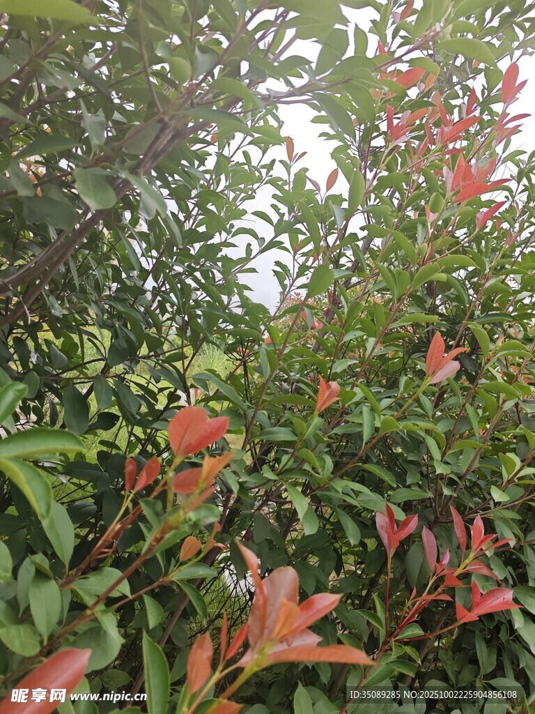 绿叶间的艳红花朵